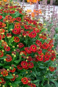 Helenium Salsa NEW | 25 pcs