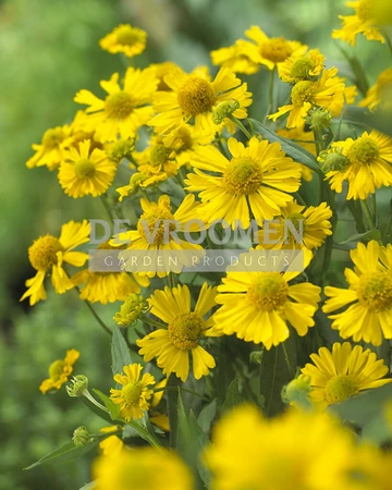 Helenium Sombrero | 400 pce