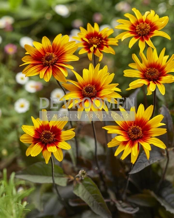 Heliopsis Burning Hearts | 25 pce