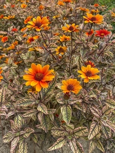 Heliopsis Orange Marble | 25 pcs