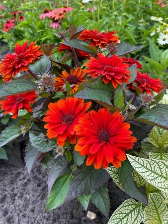 Heliopsis Red Oriole | 25 pcs