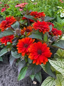 Heliopsis Red Oriole | 250 pcs