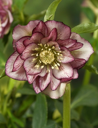 Helleborus  Double Ellen Picotee | 25 pce