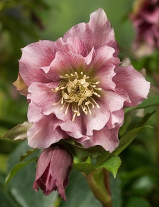 Helleborus  Double Ellen Pink | 150 pce