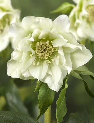 Helleborus  Double Ellen White | 25 pce