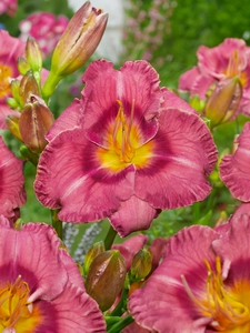 Hemerocallis Always Liberty | 150 pce