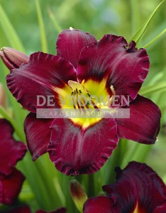 Hemerocallis Bela Lugosi | 150 pce