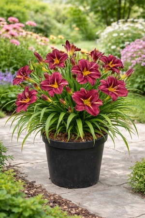 Hemerocallis Bloomfinity 'Pink Ridge NEW | 25 pcs