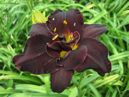 Hemerocallis Bogeyman | 25 pce