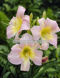 Hemerocallis Catherine Woodbury | 150 pce