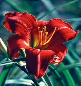 Hemerocallis Chicago Fire | 100 pce