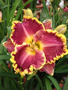 Hemerocallis Daria | 150 pce