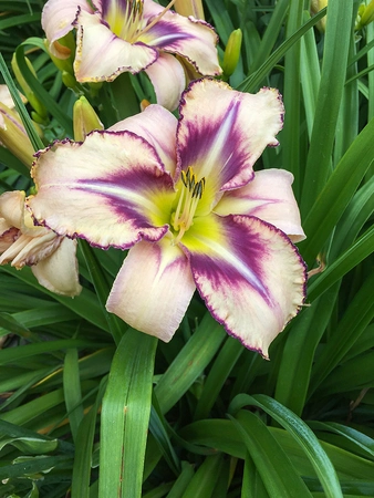 Hemerocallis Destined to see | 150 pce