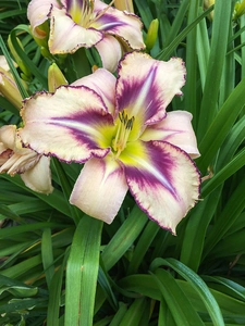 Hemerocallis Destined to see | 150 pce