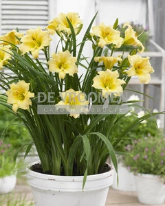 Hemerocallis EveryDaylily Cream PBR | 150 pce