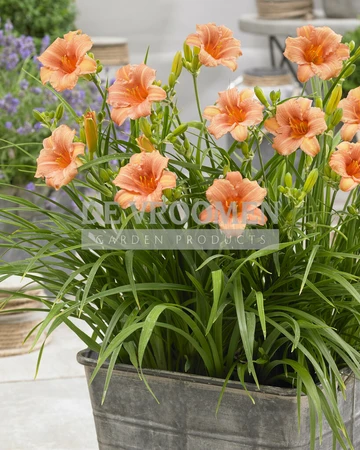 Hemerocallis EveryDaylily Pink Wing PBR | 25 pce