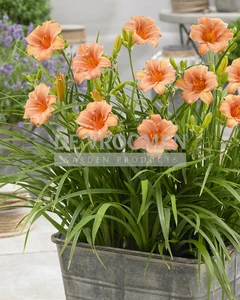 Hemerocallis EveryDaylily Pink Wing PBR | 150 pce