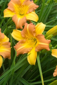 Hemerocallis EveryDaylily Punch Yellow PBR | 150 pcs