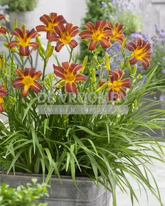Hemerocallis EveryDaylily Red Ribs PBR | 150 pcs