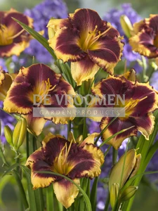 Hemerocallis Eye on America | 25 pce