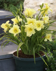 Hemerocallis Fragrant Reflection | 25 pce