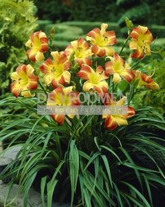 Hemerocallis Frans Hals | 150 pcs