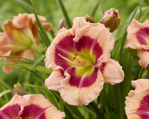 Hemerocallis Galactic Blush | 150 pcs