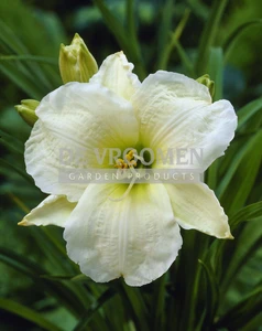 Hemerocallis Gentle Shepherd | 25 pce