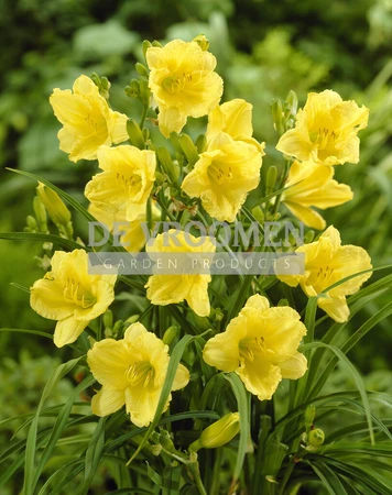 Hemerocallis Happy Returns | 25 pcs