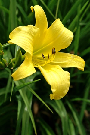 Hemerocallis Hyperion | 25 pce