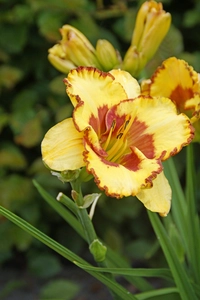 Hemerocallis Irresistible Charm | 150 pcs