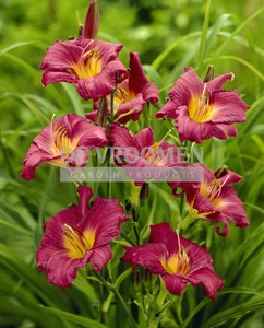 Hemerocallis Little Grapette | 25 pce