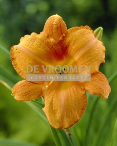 Hemerocallis Mauna Loa | 25 pce