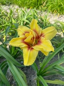 Hemerocallis Mount Helena | 25 pcs