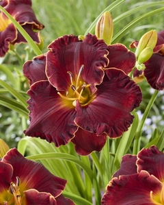 Hemerocallis Naughty Red | 150 pcs