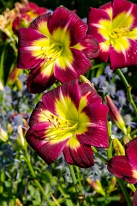 Hemerocallis Night Beacon | 150 pcs
