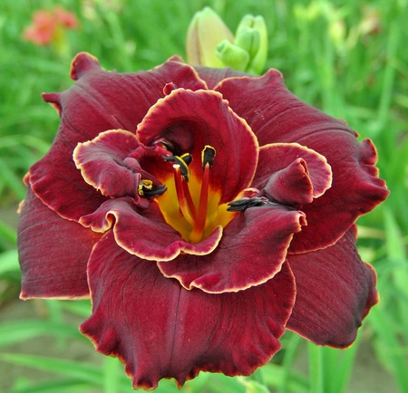 Hemerocallis Night Embers | 25 pce