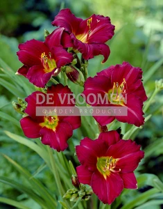 Hemerocallis Pardon Me | 150 pcs