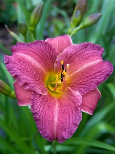 Hemerocallis Purple d'oro | 25 pce