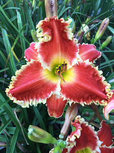 Hemerocallis Red Sakura | 25 pce