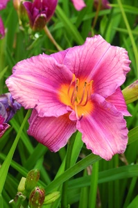 Hemerocallis Rosy Returns | 25 pce