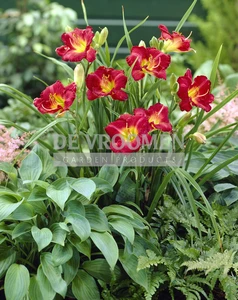 Hemerocallis Ruby Stella | 25 pce