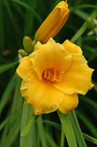 Hemerocallis Stella De Oro | 100 pcs