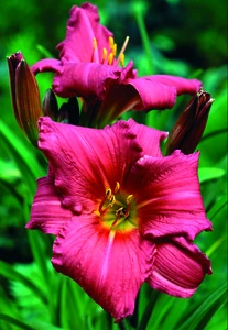 Hemerocallis Summer Wine | 150 pcs
