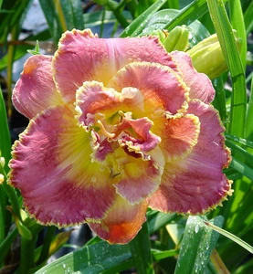 Hemerocallis Unlock The Stars | 25 pce