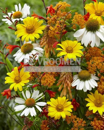 Honey Burst NEW | Capper 15 x 25