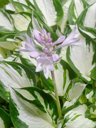 Hosta Amazone | 25 pce