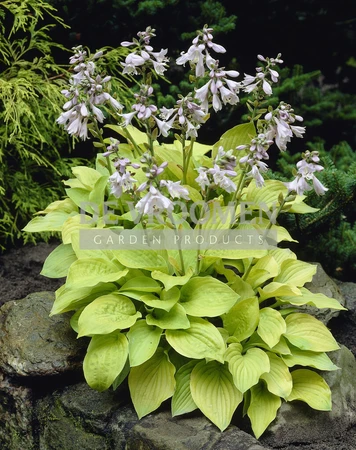 Hosta August Moon | 25 pce