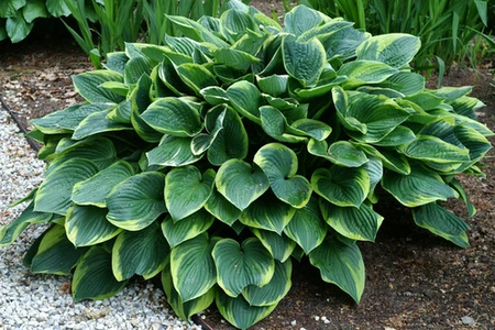 Hosta Aureomarginata | 250 pce