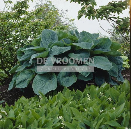 Hosta Big Daddy | 25 pce